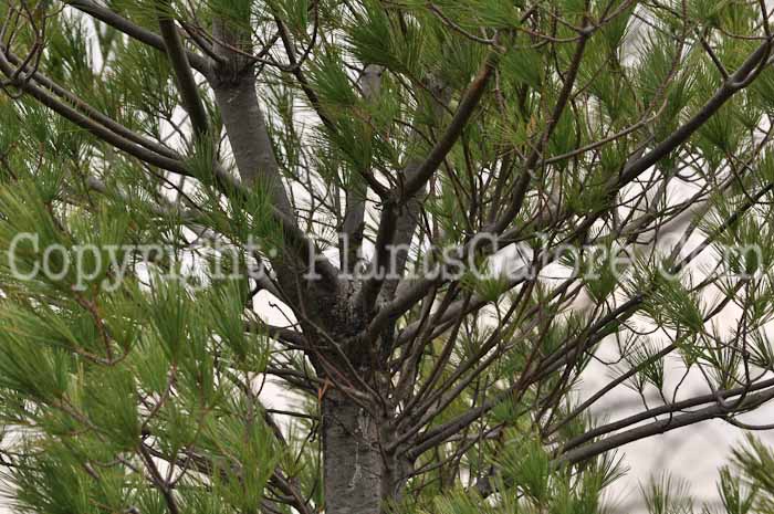 PGC-T-Picea-glauca-MSU-2011-1