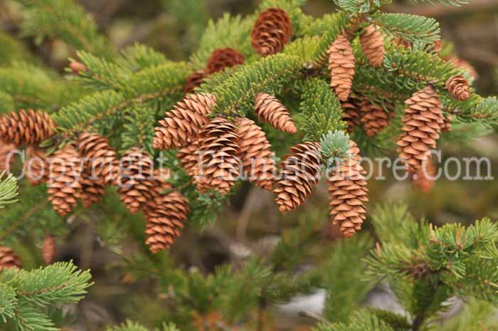 PGC-T-Picea-glauca-MSU-2011-3