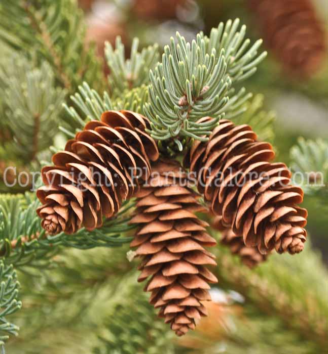 PGC-T-Picea-glauca-MSU-2011-9