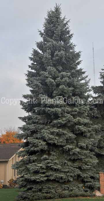 PGC-T-Picea-pungens-2010-05