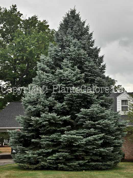 PGC-T-Picea-pungens-2012-2-37