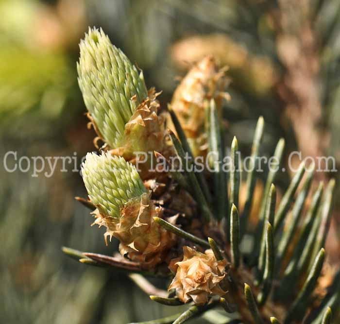 PGC-T-Picea-pungens-Glauca-Globosa-01