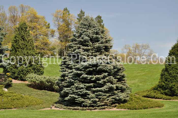 PGC-T-Picea-pungens-Glauca-Globosa-03