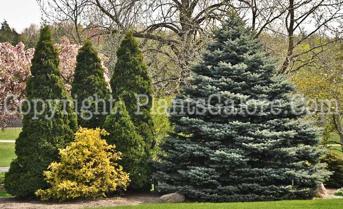 PGC-T-Picea-pungens-Montgomery-2010-03