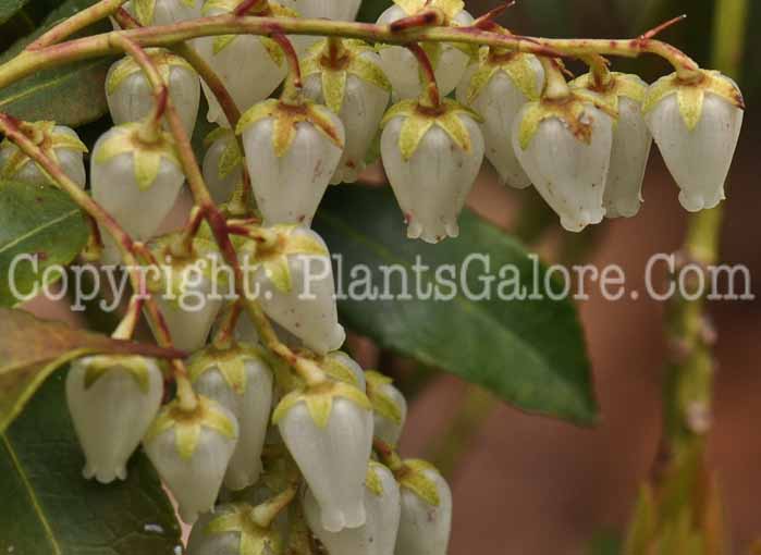 PGC-S-Pieris-japonica-AA-2010-02