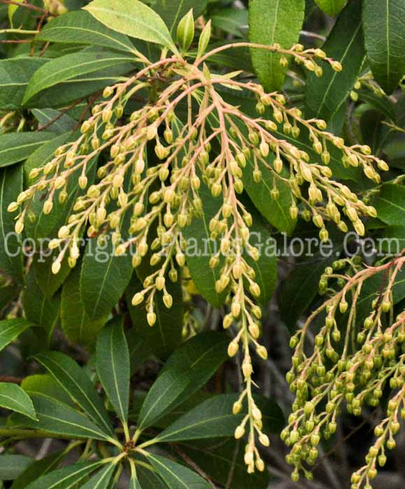 PGC-S-Pieris-japonica-AA-2010-04