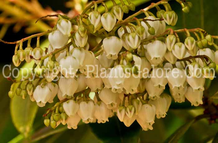 PGC-S-Pieris-japonica-AA-CA-2011-03