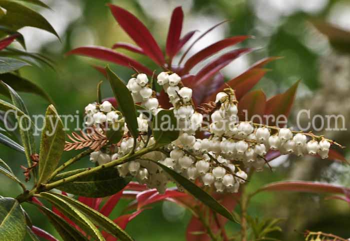 PGC-S-Pieris-japonica-AA-CA-2011-04