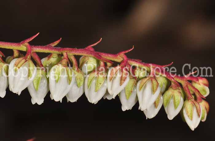 PGC-S-Pieris-japonica-Brouwers-Beauty-0413-2