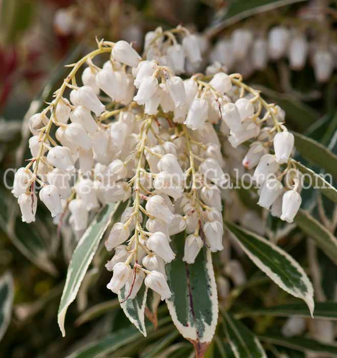 PGC-S-Pieris-japonica-Flaming-Silver-0514d-1