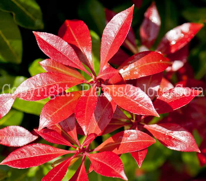 PGC-S-Pieris-japonica-Flaming-Silver-0514d-4