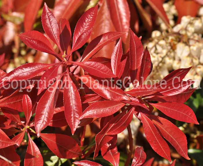 PGC-S-Pieris-japonica-Mountain-Fire-01