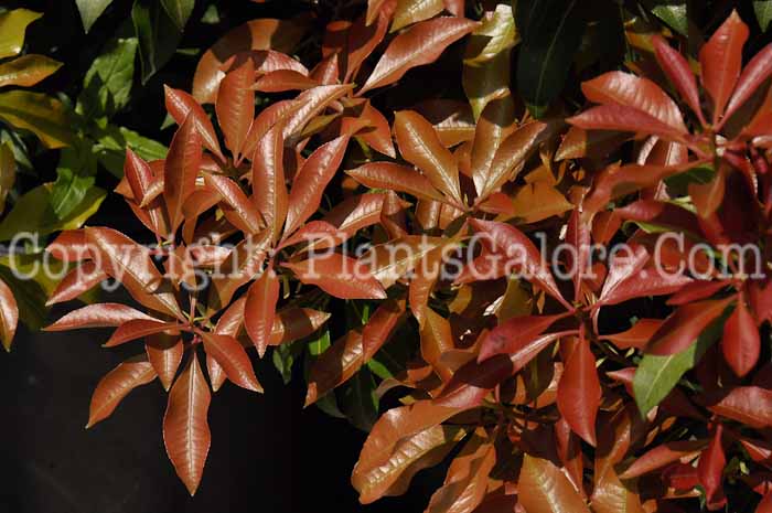 PGC-S-Pieris-japonica-Mountain-Fire-2011-05