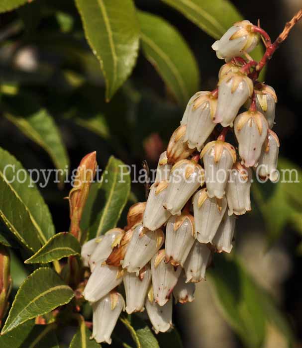 PGC-S-Pieris-japonica-Red-Head-2010