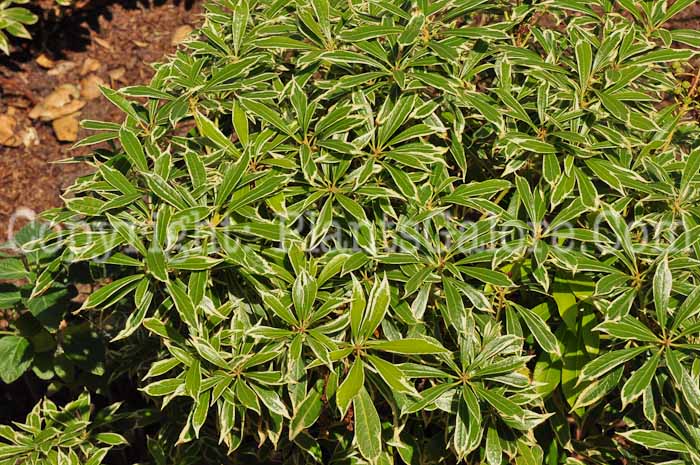 PGC-S-Pieris-japonica-Variegata-0413-1