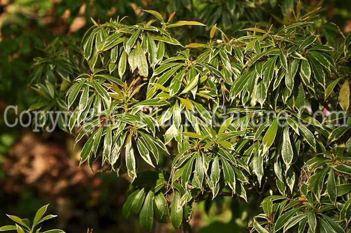 PGC-S-Pieris-japonica-Variegata-05-12-1