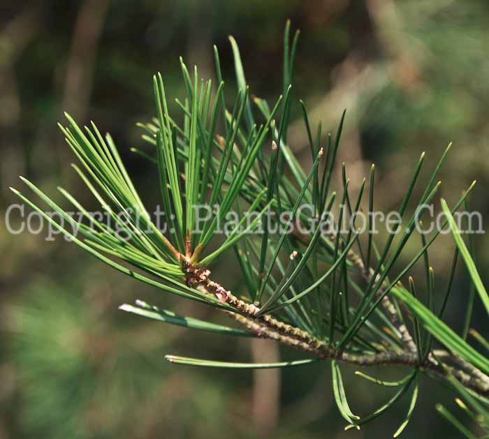 PGC-T-Pinus-bungeana-06-12-5