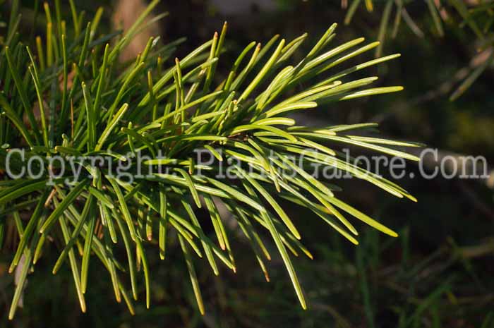 PGC-T-Pinus-cembra-2010-01