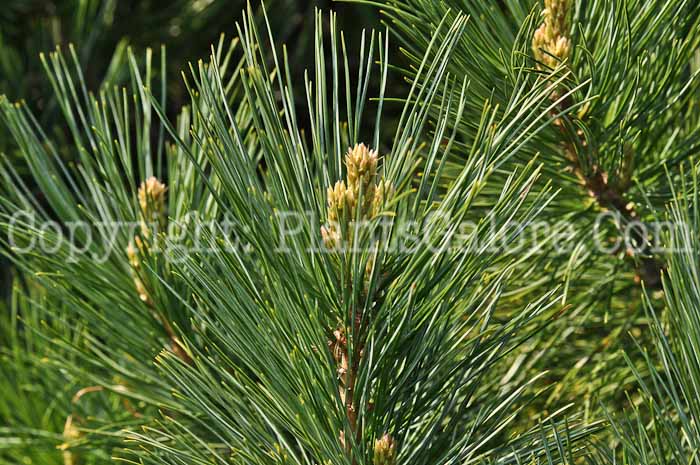 PGC-T-Pinus-cembra-Compacta-Glauca-2010-01