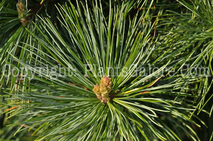 PGC-T-Pinus-cembra-Compacta-Glauca-2010-02