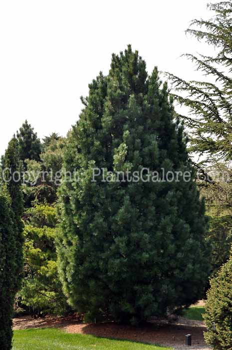 PGC-T-Pinus-cembra-Silver-Sheen-2010-01