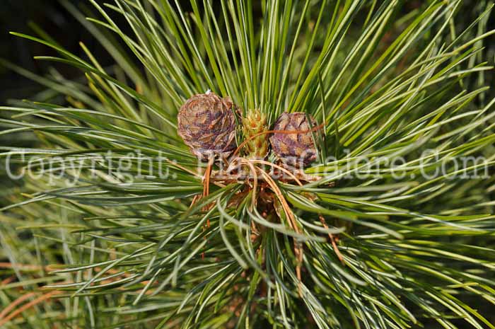 PGC-T-Pinus-cembra-Silver-Sheen-2010-03