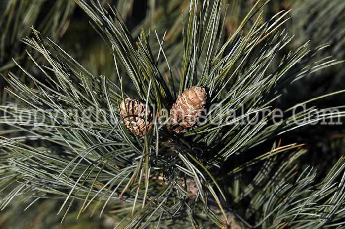 PGC-T-Pinus-flexilis-2010-01