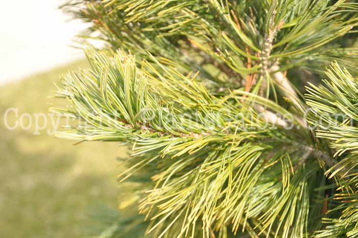 PGC-T-Pinus-flexilis-2010-05