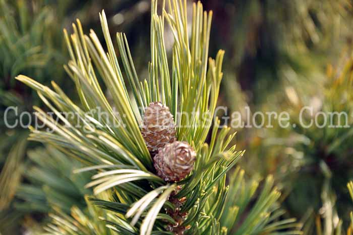 PGC-T-Pinus-flexilis-2010-06