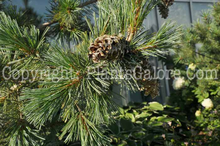 PGC-T-Pinus-flexilis-Vanderwolf-2010-01