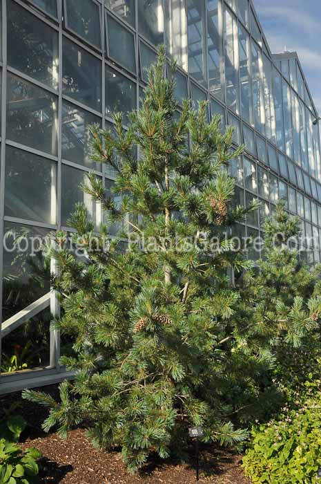 PGC-T-Pinus-flexilis-Vanderwolf-2010-03