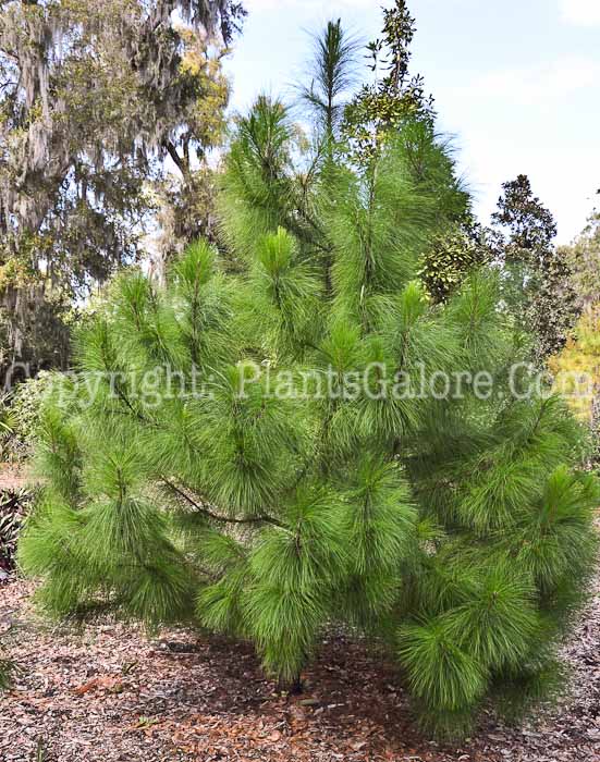 PGC-T-Pinus-maximinci-2013-1