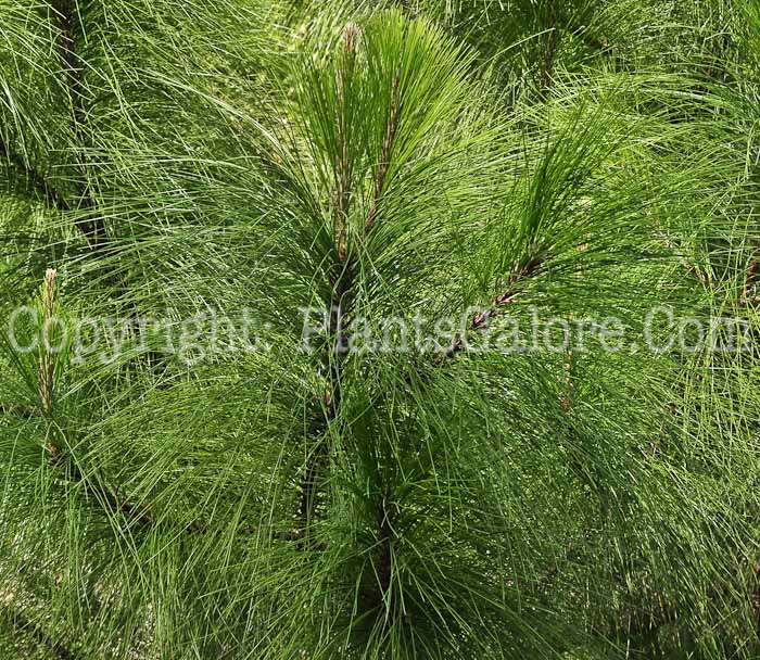 PGC-T-Pinus-maximinci-2013-2