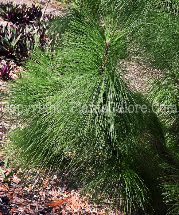 PGC-T-Pinus-maximinci-2013-3