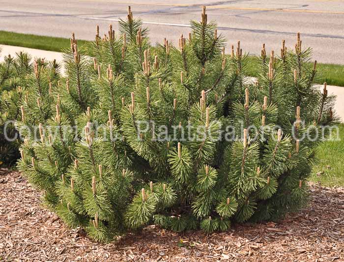 PGC-T-Pinus-mugo-01