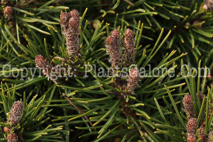 PGC-T-Pinus-mugo-Slowmound-03-2012-1