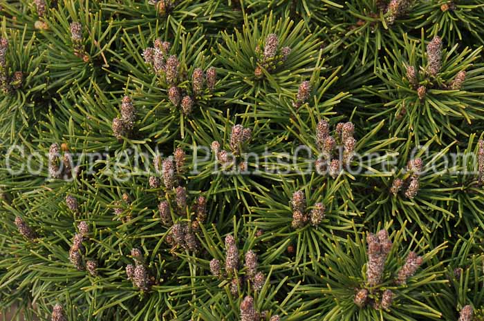PGC-T-Pinus-mugo-Slowmound-03-2012-4