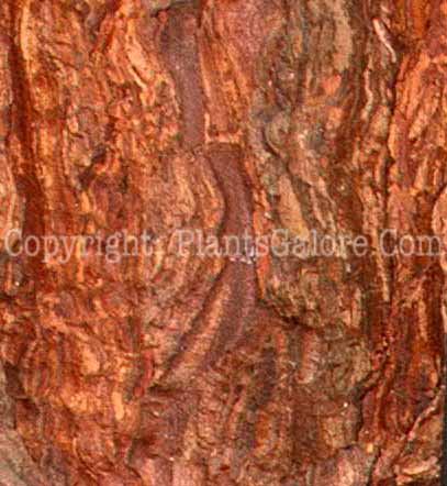 PGC-T-Pinus-muricata-01-2010-02