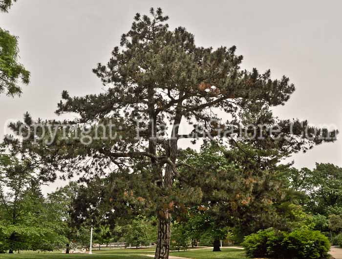 PGC-T-Pinus-nigra-05-12-1