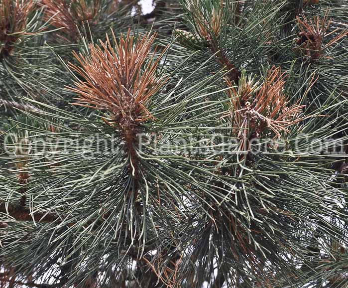 PGC-T-Pinus-nigra-05-12-2