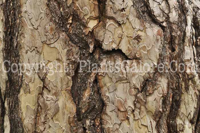 PGC-T-Pinus-nigra-05-12-3