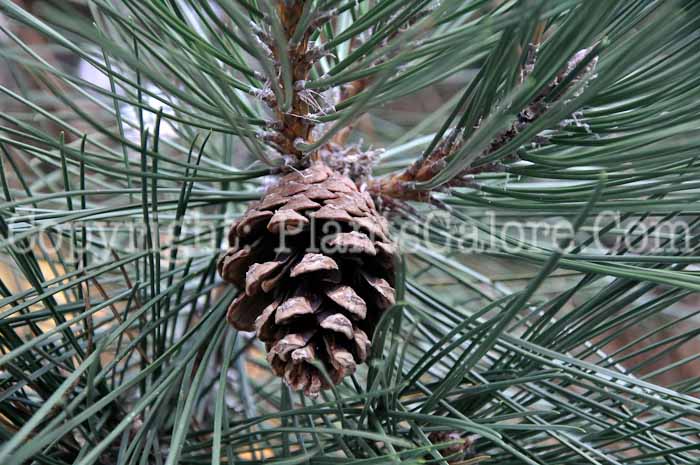 PGC-T-Pinus-nigra-06