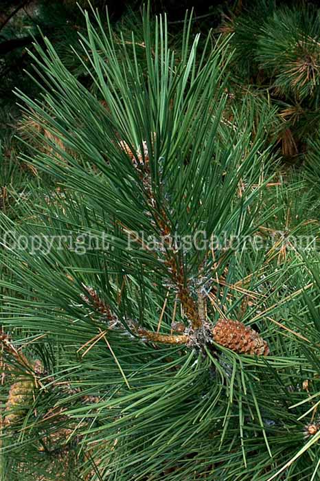 PGC-T-Pinus-nigra-12