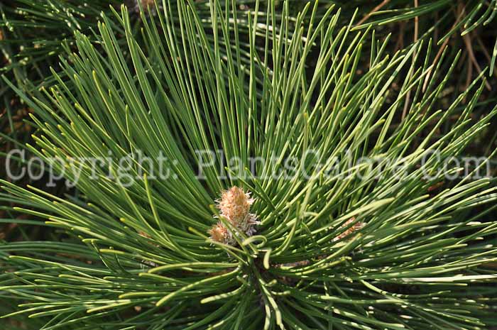 PGC-T-Pinus-nigra-16