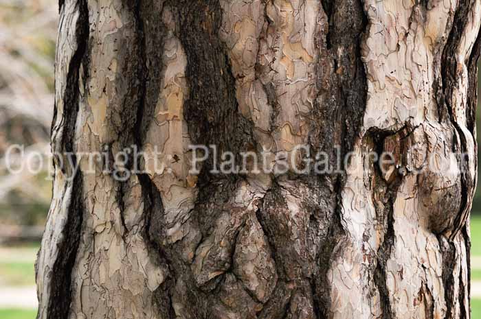 PGC-T-Pinus-nigra-2011-05-001