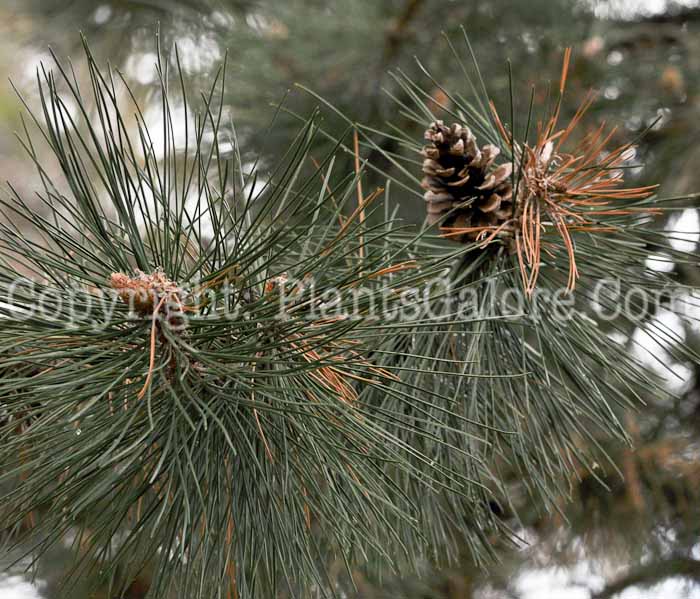 PGC-T-Pinus-nigra-2011-05-004