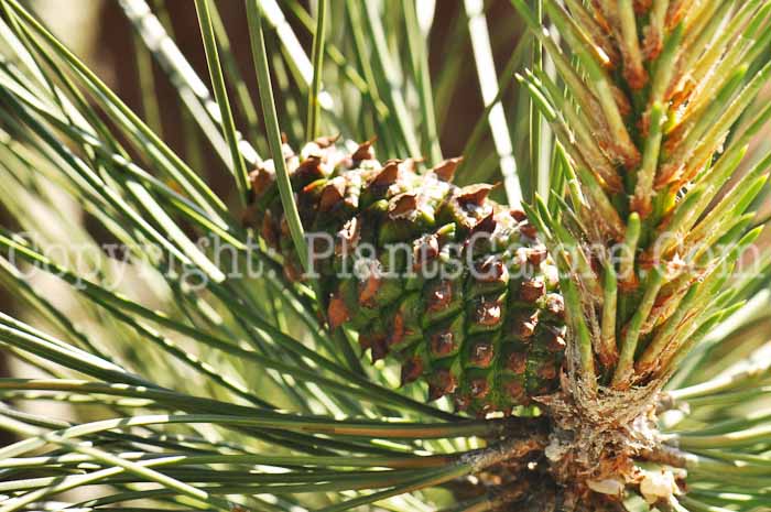PGC-T-Pinus-ponderosa-var-ponderosa-2011-002