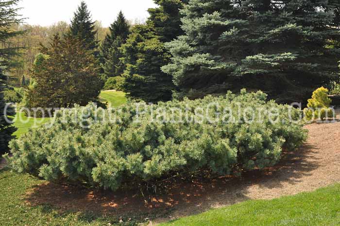 PGC-T-Pinus-pumila-Glauca-2010-01