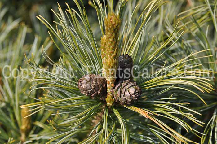 PGC-T-Pinus-pumila-Glauca-2010-0f