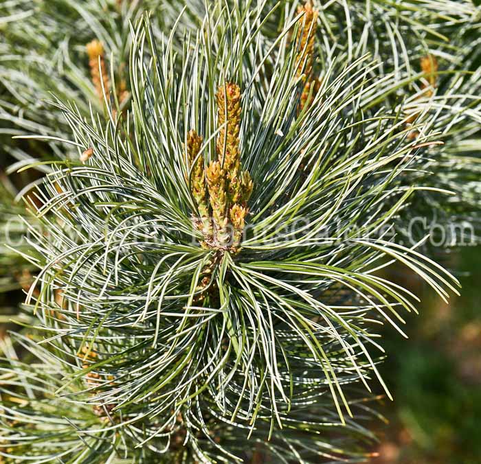 PGC-T-Pinus-pumila-Glauca-vkpk1-2010-01f